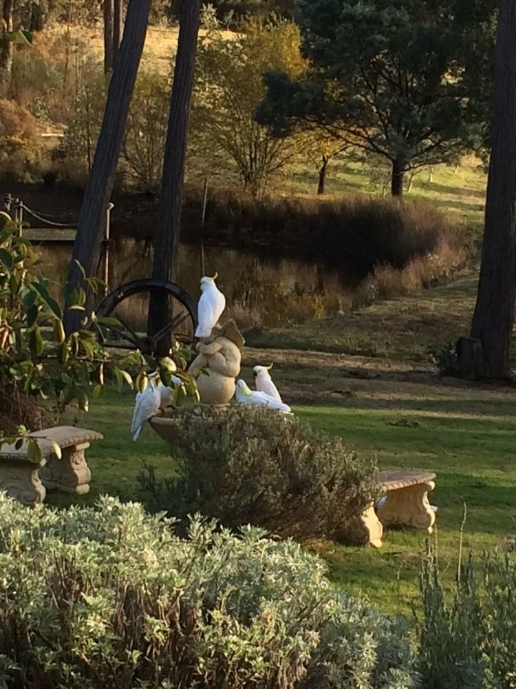 Countryside Retreat Romantic Tranquil Native Wildlife Township Hepburn - Daylesford Hepburn Springs Buitenkant foto