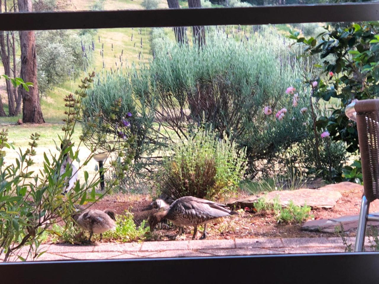 Countryside Retreat Romantic Tranquil Native Wildlife Township Hepburn - Daylesford Hepburn Springs Buitenkant foto